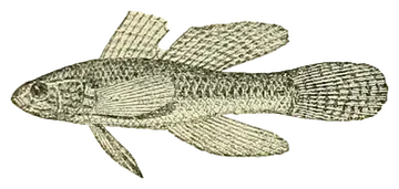 Clay Goby, photographed on a transparent background