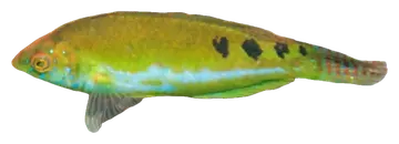 Little Rainbow Wrasse، صورة على خلفية شفافة