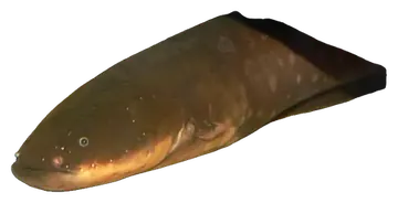 Electric Eel, fotografiert auf transparentem Hintergrund