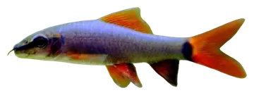 Redfin Shark, fotografiert auf transparentem Hintergrund