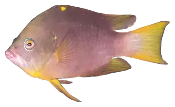 Latent Slingjaw Wrasse، صورة على خلفية شفافة