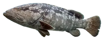 Malabar Grouper, saydam zeminde fotoğraf
