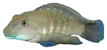 Tanganyika Clown, gefotografeerd op een transparante achtergrond