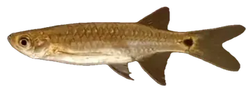 Esomus caudiocellatus, photographed on a transparent background