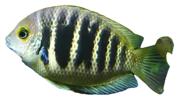Canara Pearlspot, saydam zeminde fotoğraf