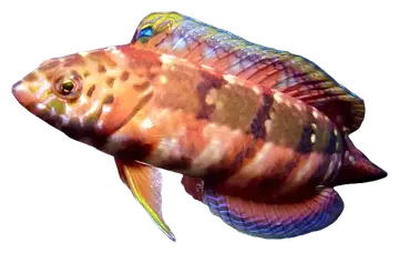 Snakeskin Wrasse, fotografata su sfondo trasparente