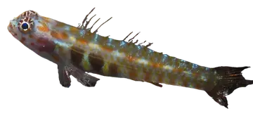 Whitestriped Pygmygoby، صورة على خلفية شفافة