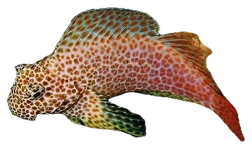 Leopard Blenny, fotografata su sfondo trasparente