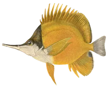 Longnose Butterflyfish, photographed on a transparent background