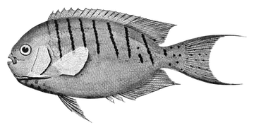 Halfbanded Angelfish, fotografiert auf transparentem Hintergrund