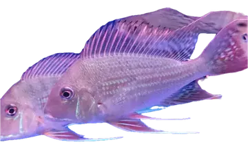 Threadfin Eartheater، صورة على خلفية شفافة