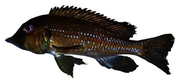 Gnathochromis permaxillaris، صورة على خلفية شفافة