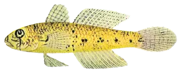 Shoulderspot Sandgoby, fotografiado sobre fondo transparente