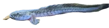 Violet Goby، صورة على خلفية شفافة