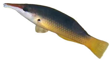Green Bird Wrasse، صورة على خلفية شفافة