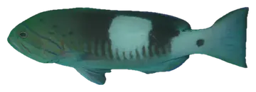Masked Grouper, fotografiert auf transparentem Hintergrund