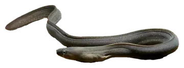 Indian Mud Moray, gefotografeerd op een transparante achtergrond