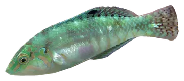 Cloud Wrasse، صورة على خلفية شفافة