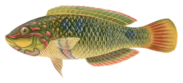 Threespot Wrasse، صورة على خلفية شفافة