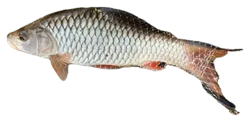 Hampala Barb, gefotografeerd op een transparante achtergrond