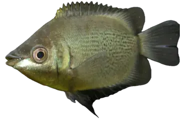 Kissing Gourami، صورة على خلفية شفافة