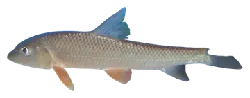 Barbel Steed, gefotografeerd op een transparante achtergrond
