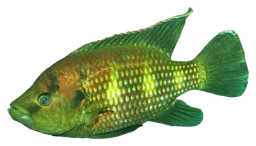 Banded Jewel Cichlid, fotografata su sfondo trasparente