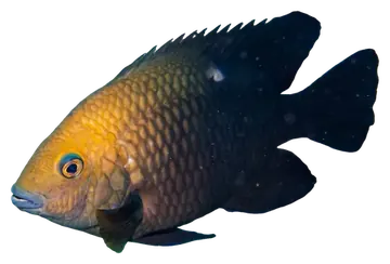 Lagoon Damsel، صورة على خلفية شفافة