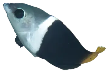 Blackeye Thicklip, gefotografeerd op een transparante achtergrond