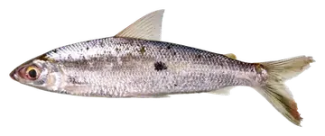 Hemiodus argenteus، صورة على خلفية شفافة