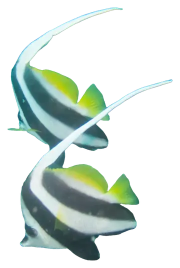 Longfin Bannerfish، صورة على خلفية شفافة