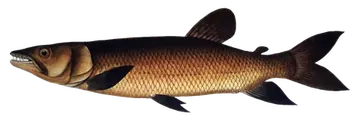 African Pike Characin، صورة على خلفية شفافة