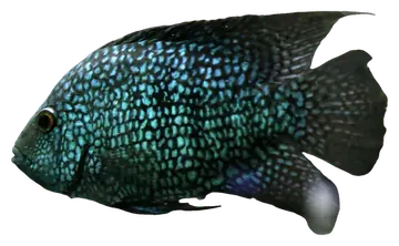 Lowland Cichlid، صورة على خلفية شفافة
