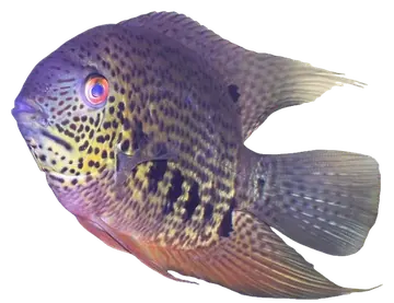 Spotted Severum Cichlid, saydam zeminde fotoğraf
