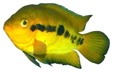 Rainbow Cichlid, saydam zeminde fotoğraf