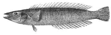 Ringed Slender Wrasse، صورة على خلفية شفافة