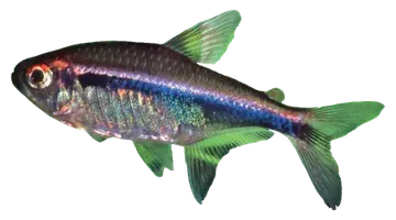 Yellow-jaw Tetra، صورة على خلفية شفافة