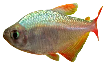 Colombian Tetra, fotografiert auf transparentem Hintergrund
