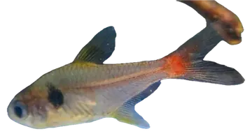 Yellow Phantom Tetra, photographed on a transparent background