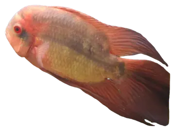 Chocolate Cichlid, gefotografeerd op een transparante achtergrond