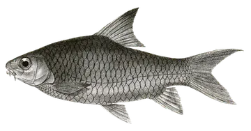 Jerdon's Carp، صورة على خلفية شفافة