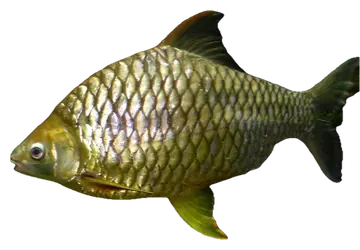 Lemon fin barb, photographed on a transparent background