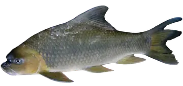 Incisilabeo behri, gefotografeerd op een transparante achtergrond