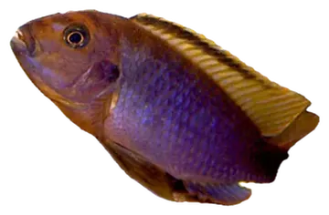 Lavender Mbuna، صورة على خلفية شفافة