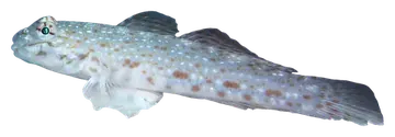 Orangespotted Sandgoby, fotografata su sfondo trasparente