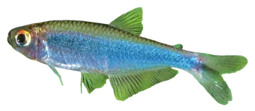 Blue Tetra, fotografiado sobre fondo transparente