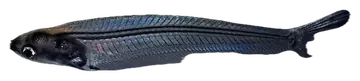 Glass Catfish, gefotografeerd op een transparante achtergrond