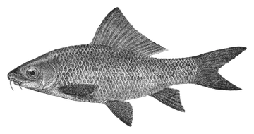 orangefin labeo, fotografata su sfondo trasparente