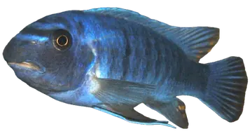Scrapermouth Mbuna, fotografiert auf transparentem Hintergrund