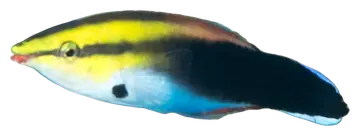 Breastspot Cleaner Wrasse, gefotografeerd op een transparante achtergrond